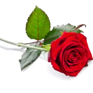 Attention florale et bulles